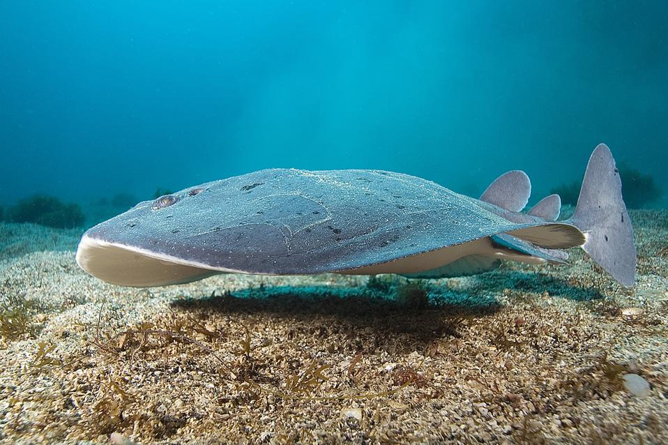 Torpedo Ray
