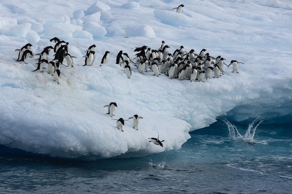 John Weller_Weddell Sea_Feb2023__D7A0950 Large