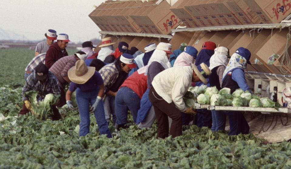 Migrant workers harvest lettuce in fields