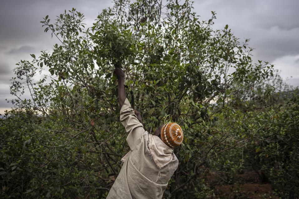 ETHIOPIA-AGRICULTTURE-ECONOMY-KHAT