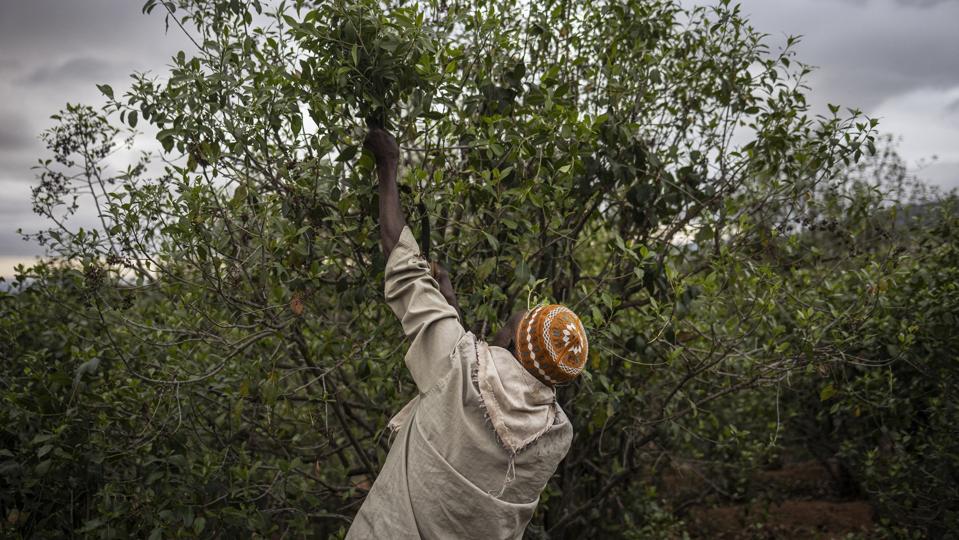ETHIOPIA-AGRICULTTURE-ECONOMY-KHAT