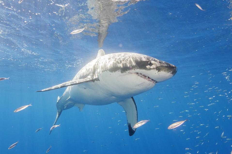 Diving with Great White Sharks in Mexico