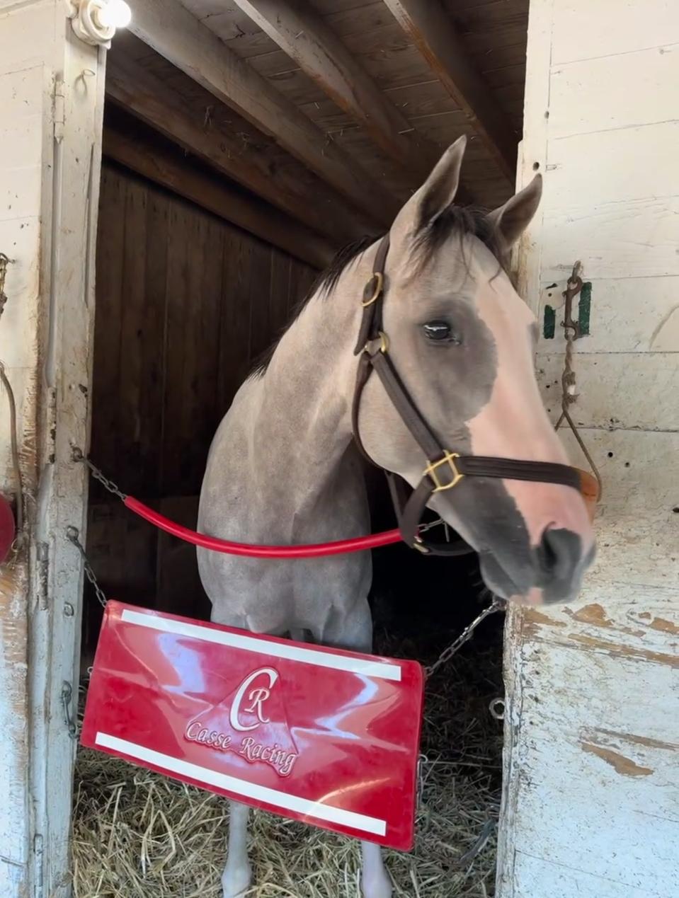 PHOTO - Sandman (stall) credit Churchill Downs