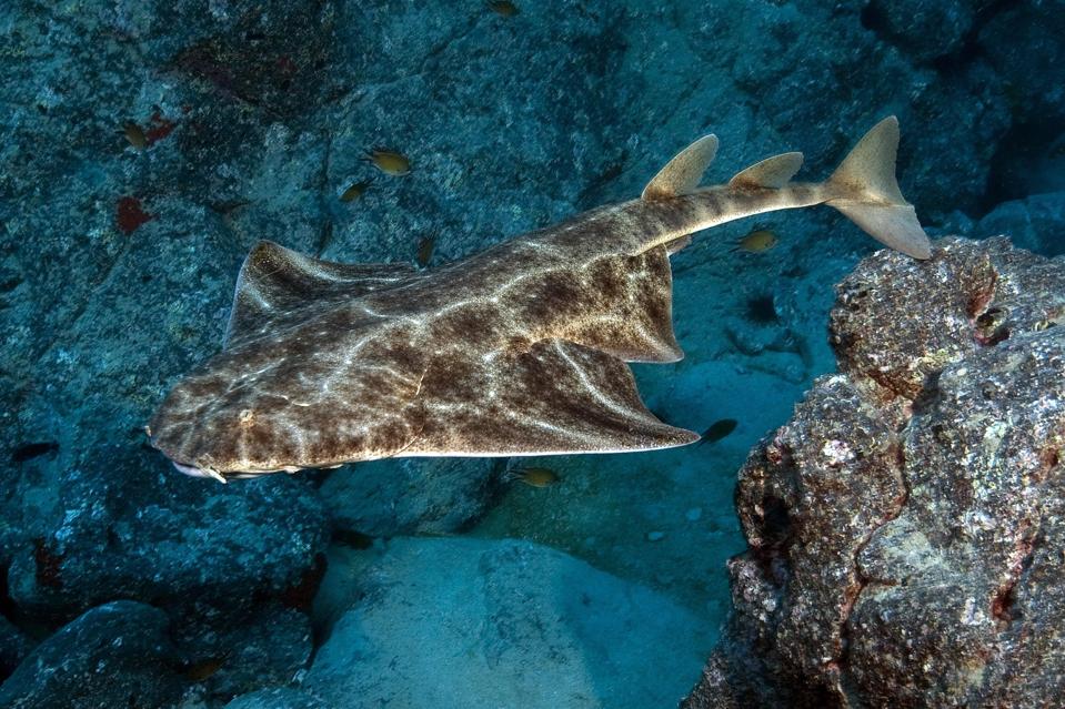 Atlantic angelshark (Squatina squatina) swimming through the reef, Canary Islands, Spain, Eastern Atlantic