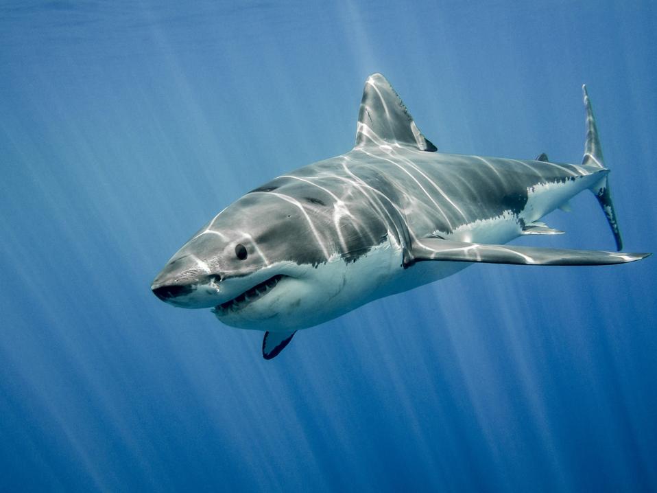 Great white shark and big blue ocean