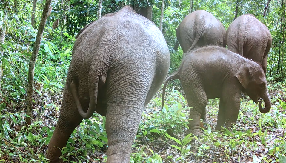 June 2025, Cardamom Mountains, Cambodia. Asian Elephant.