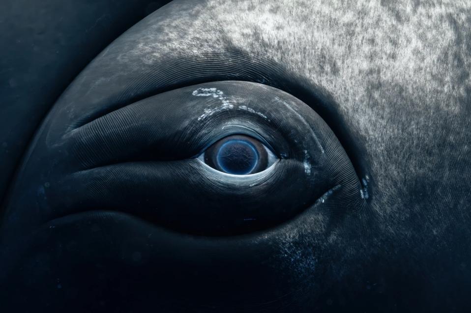 The eye of a humpback whale named Sweet Girl, just days before her tragic death.