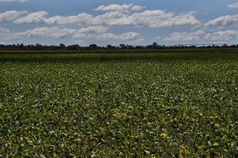 A soybean field in Formosa do Rio Preto.