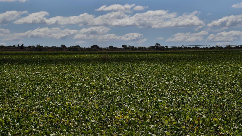A soybean field in Formosa do Rio Preto.