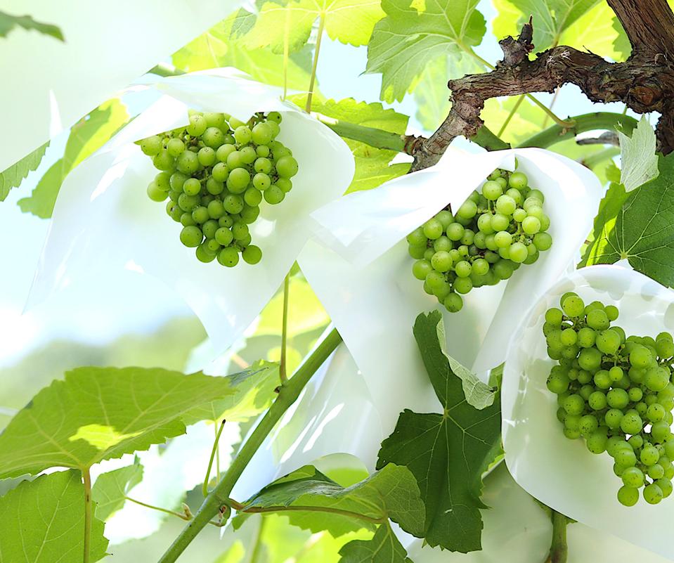 Grapes wrapped in paper on the vine: Carefully grown Japanese wine grapes.