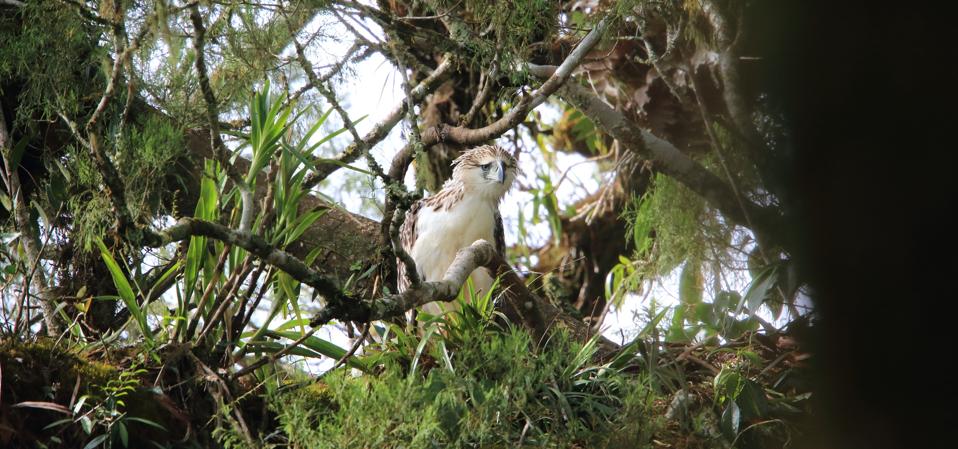 Great Philippine eagle (Pithecophaga jefferyi) nesting in Mindanao, Philippines