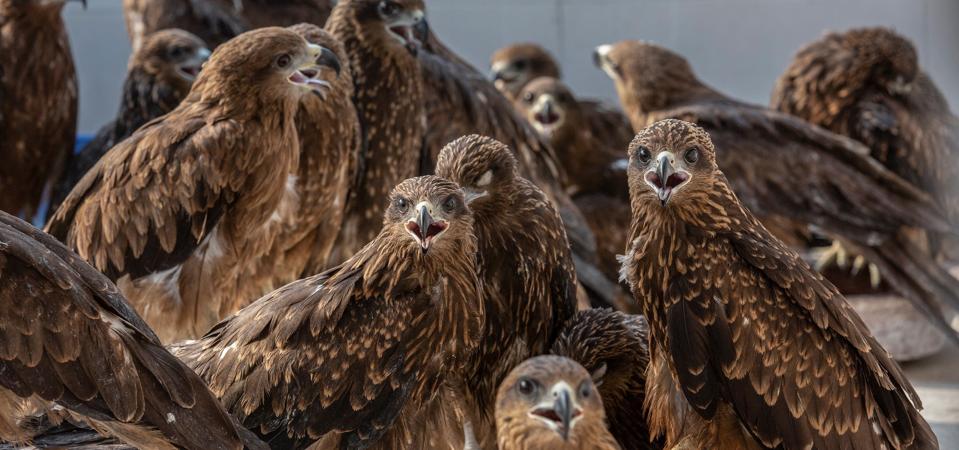 INDIA-NEW DELHI-BIRD RESCUERS