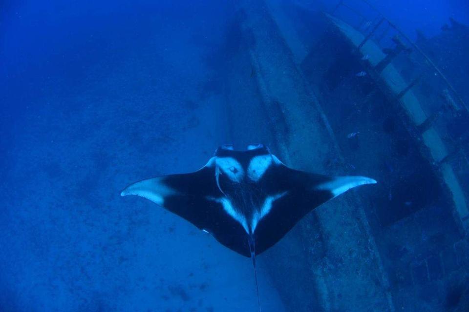 ©Rawany Porfilho_Dolphin Eye_Aquáticos_6618