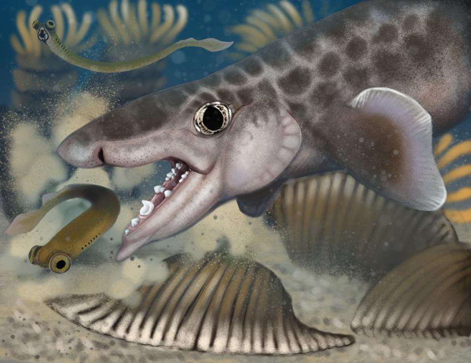 Proposed reconstruction of the new to science species Macadens olsoni, discovered through fossil research at Mammoth Cave National Park.