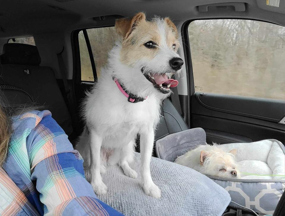 Sparrow, a rescue dog, appears in "Superman."