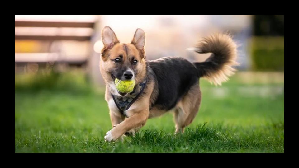 Graphic Will Your Dog Really Benefit From A Dog Park? Experts Weigh In