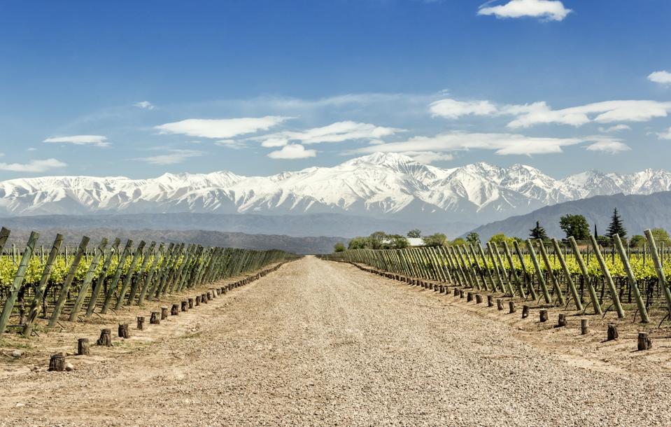Lujan de Cuyo´s vineyards in the Mendoza wine region, Argentina.