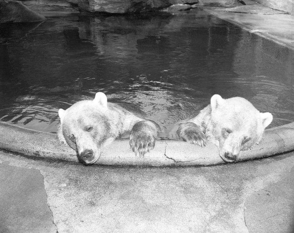 Polar Bears in Zoo Pool