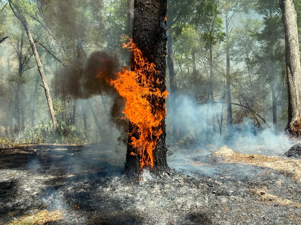 Forest Management in Florida State Parks