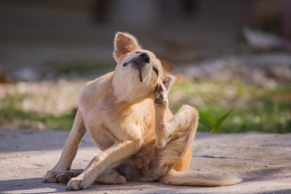 brown​ dog scratching itself