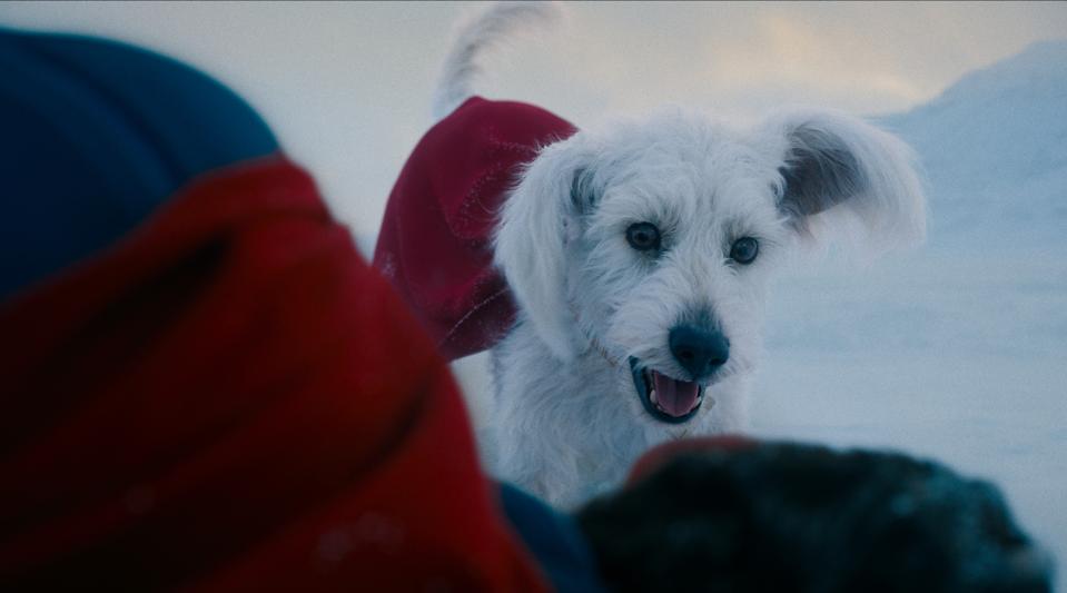 Krypto and David Corenswet star in "Superman."