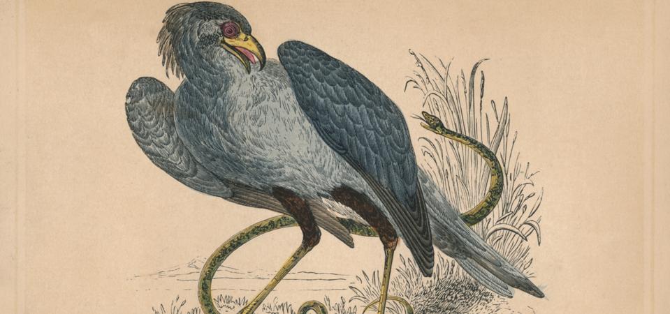 'Secretary Bird' (Sagittarius Serpentarius), C1850, (1856)