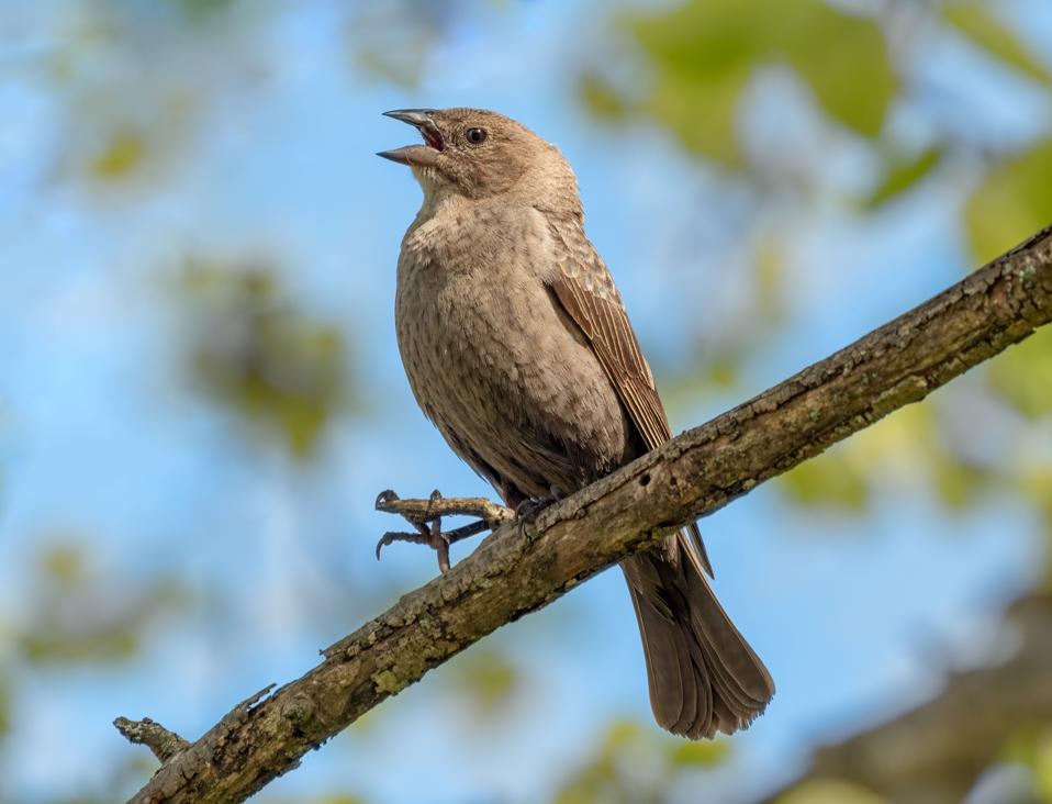 Brown_headed_cowbird_female_in_JBWR_(25487) (Credit: Rhododendrites / CC BY-SA 4.0)