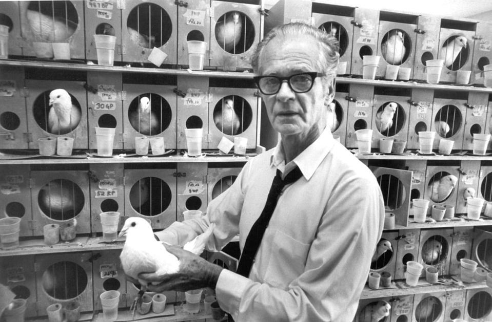 B.F. Skinner and a pigeon