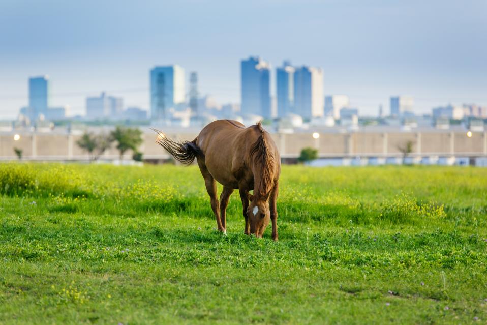 Urban horse