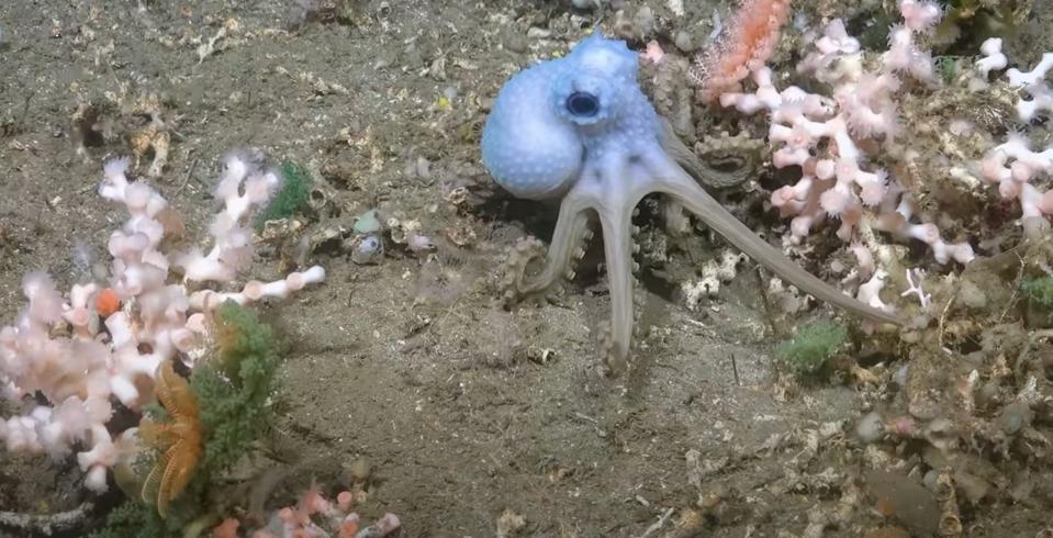 A blue creature walks along the sea floor in Argentina, surrounded by coral