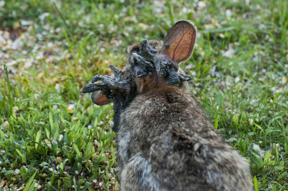 Eastern Cottontail rabbit infected with Shope papilloma virus