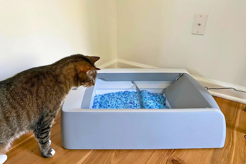 1 medium gray cat looking inside the petsafe scoopfree crystal litter box on wood floor