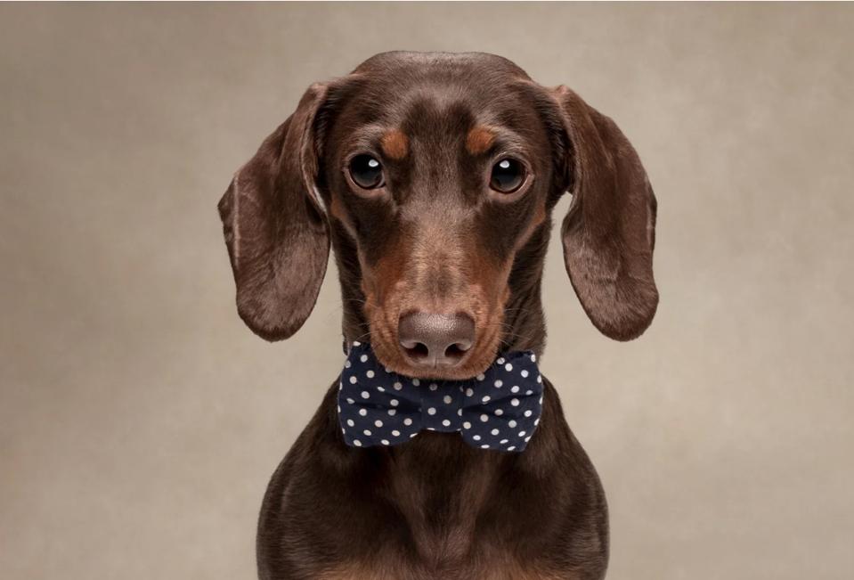 Portrait of a cute dog.