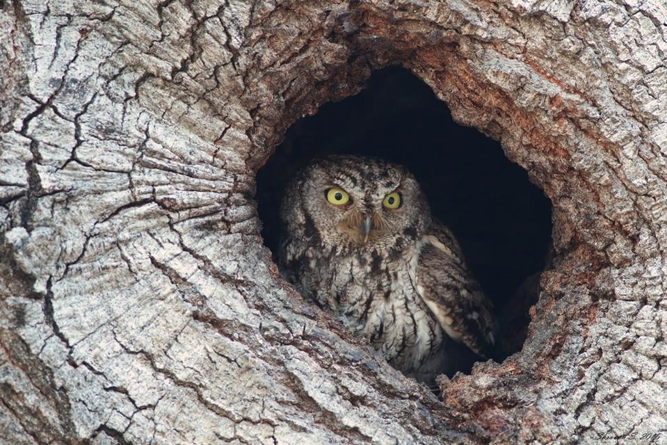 Western_Screech_Owl_In_Hole (Credit: Shravans14 / CC BY-SA 4.0)