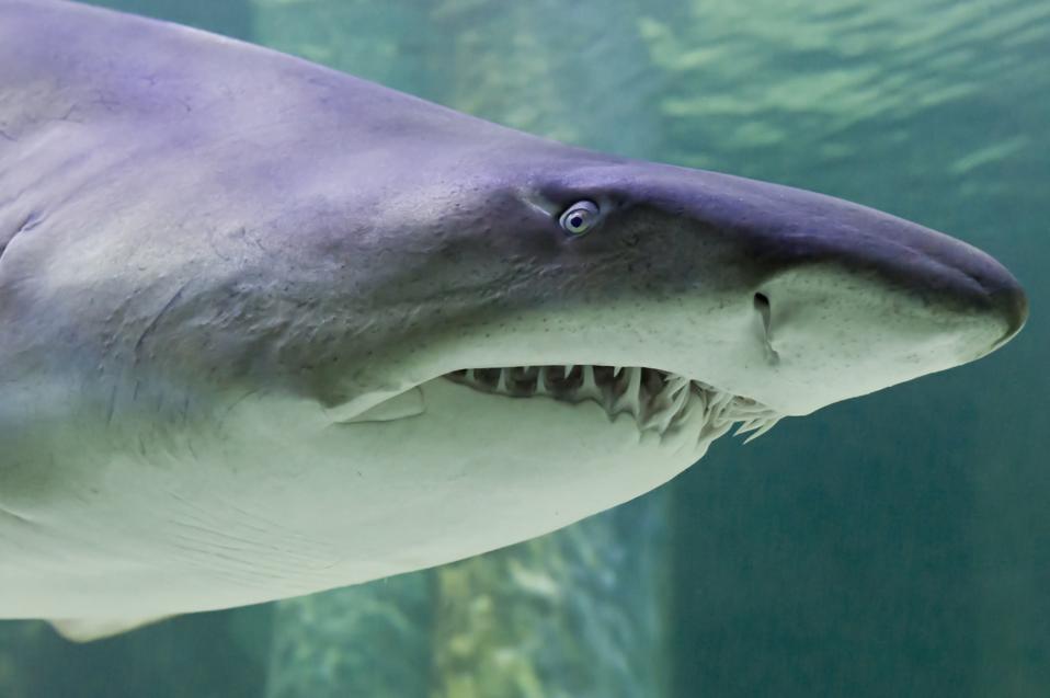 Sand tiger shark. aquarium. Cattolica. Emilia Romagna. Italy