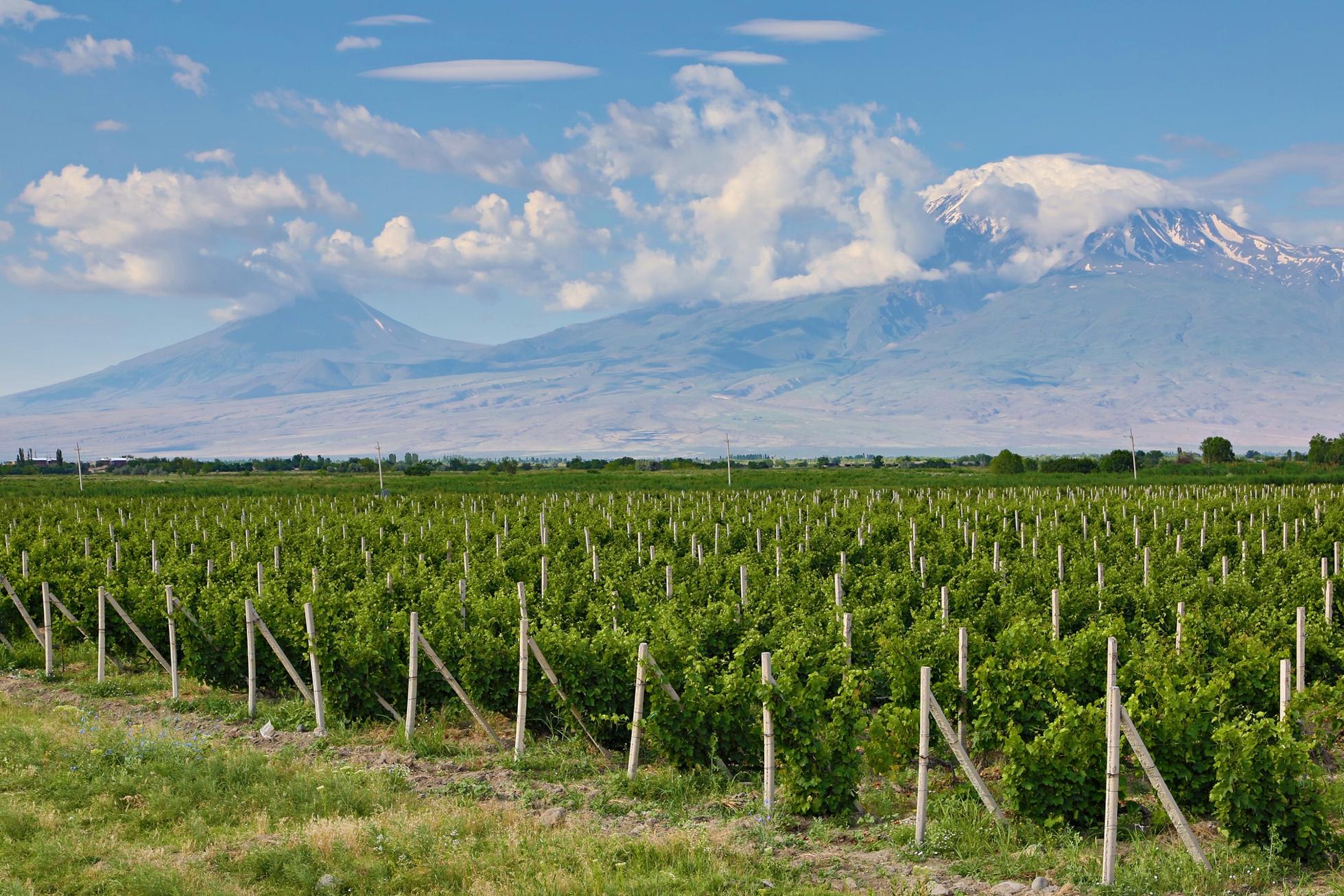 View over the vineyards and two peaks of the Mount Ararat, Armenia