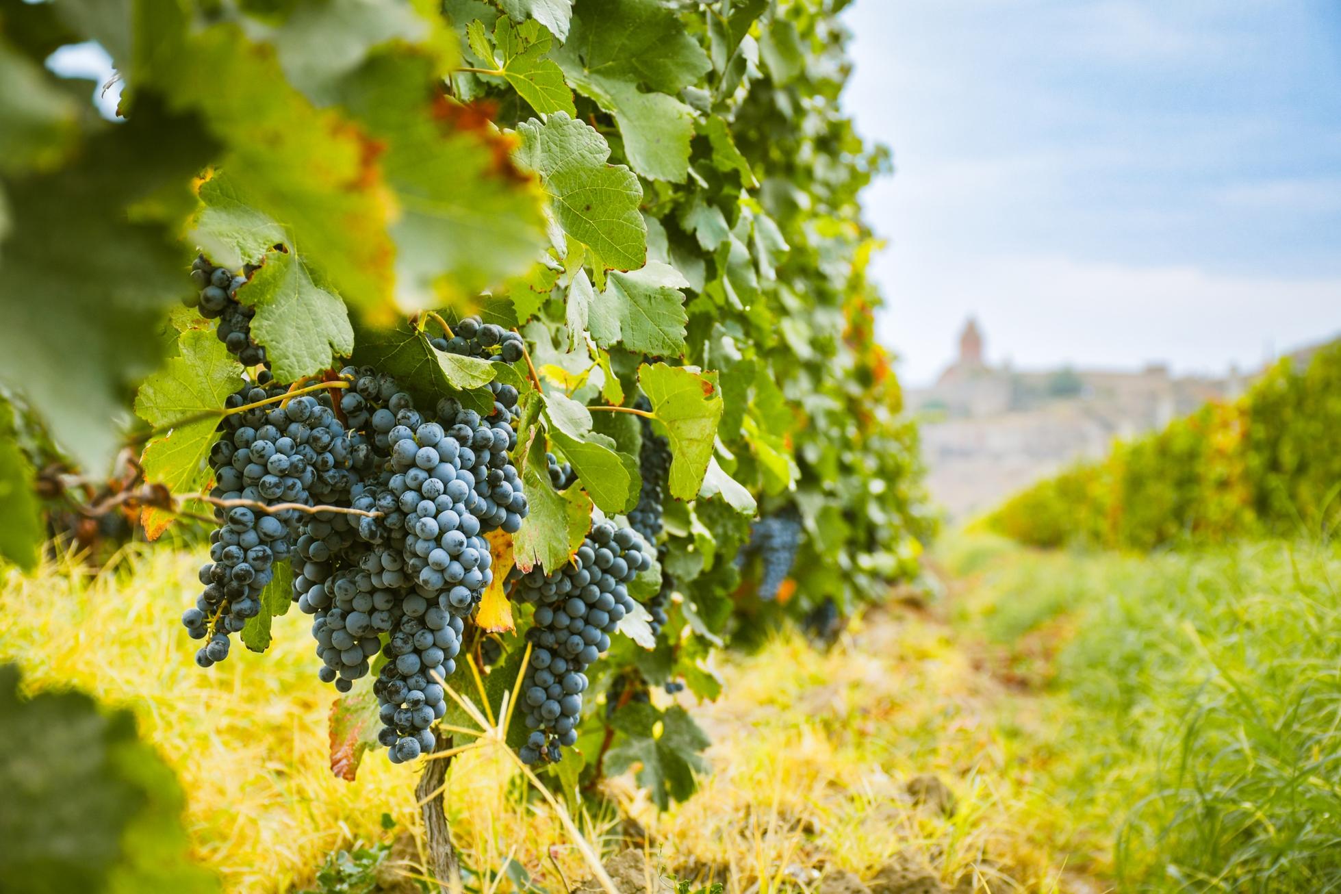 Close up small wine grapes on trees on vineyard field on autumn in Armenia with famous landmark of Khor Virap monastery. Harvesting season in caucasus. Wine produce Armenia