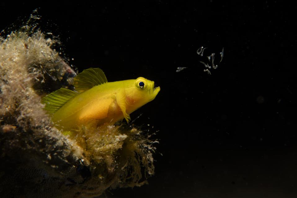 A female Yellow Pigmy Gobi releasing newly hatched larvae into the water from her mouth.