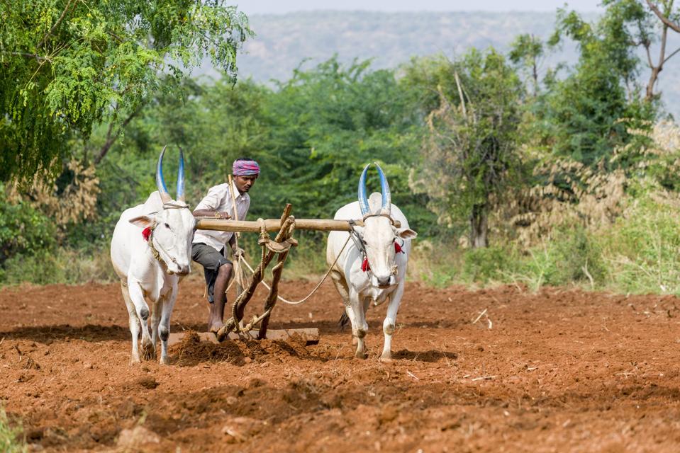 A farmer is ploughing a field, using white oxen for pulling...