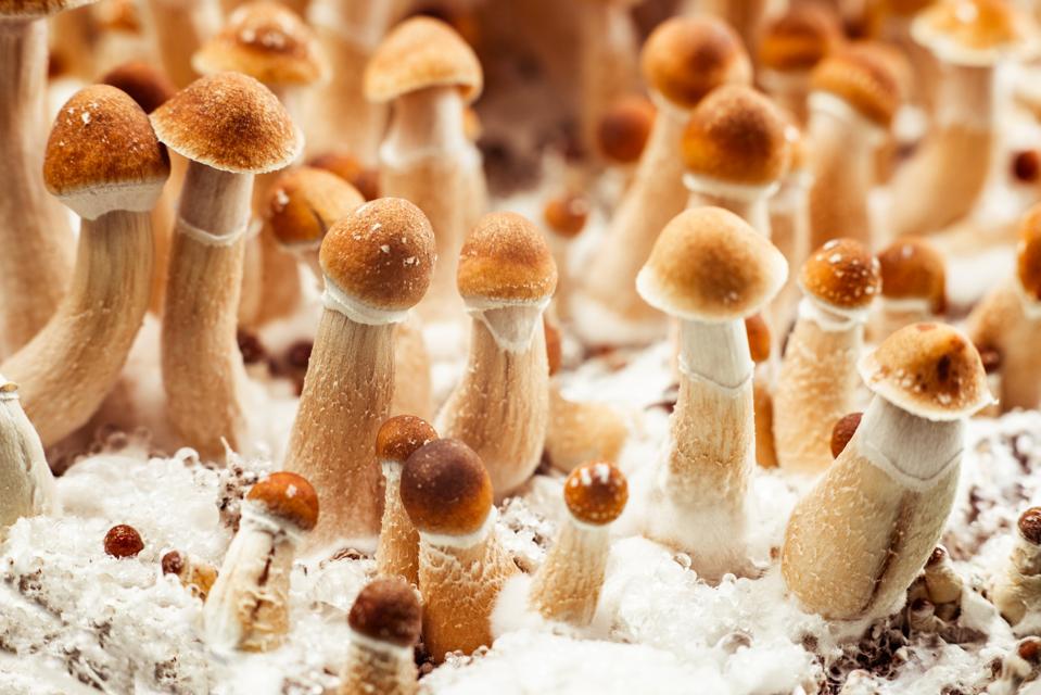psychedelic Psilocybe mushroom