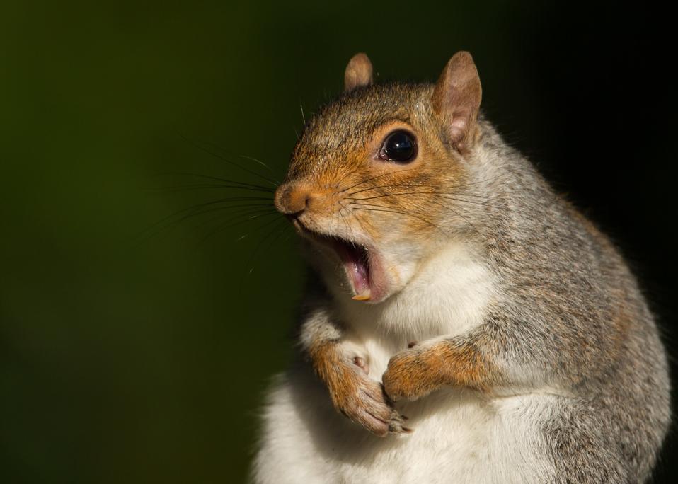 Grey squirrel