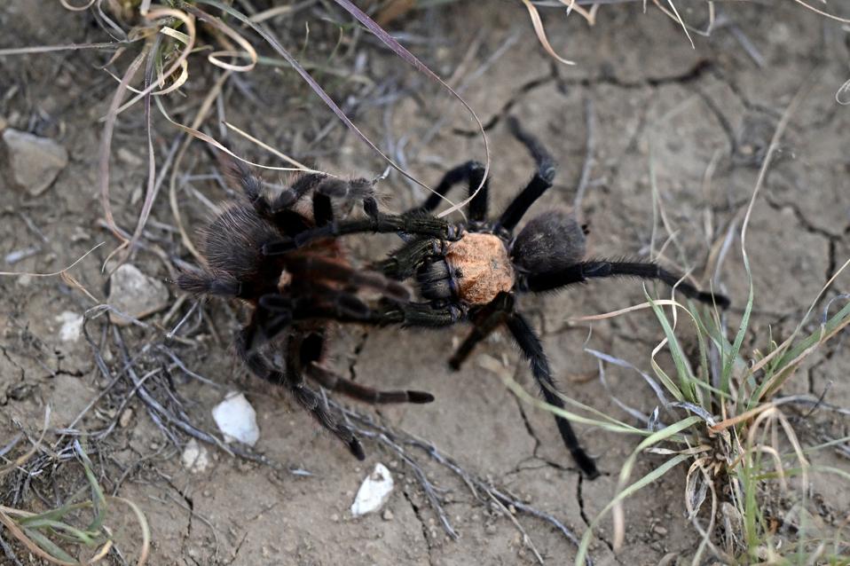 The Tarantulas Are Coming