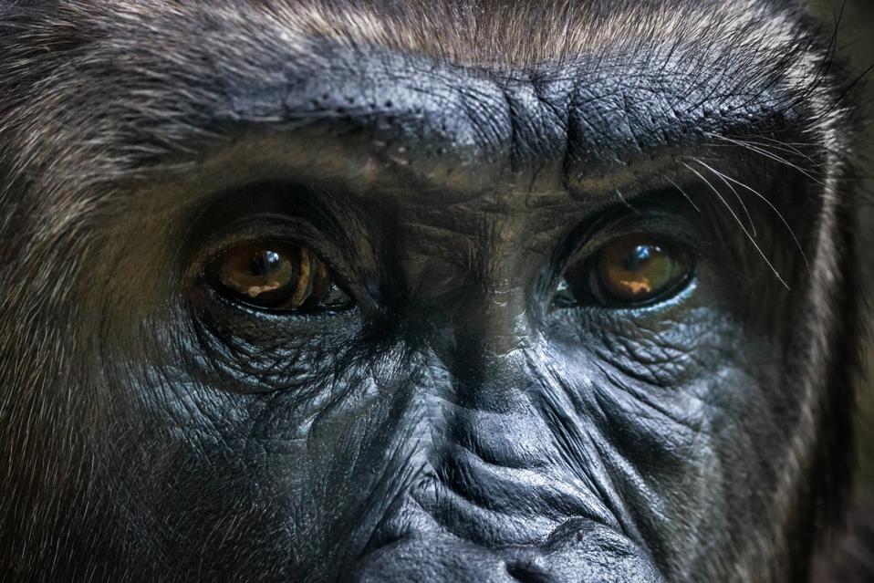 Gorilla portrait, Melbourne, Victoria, Australia