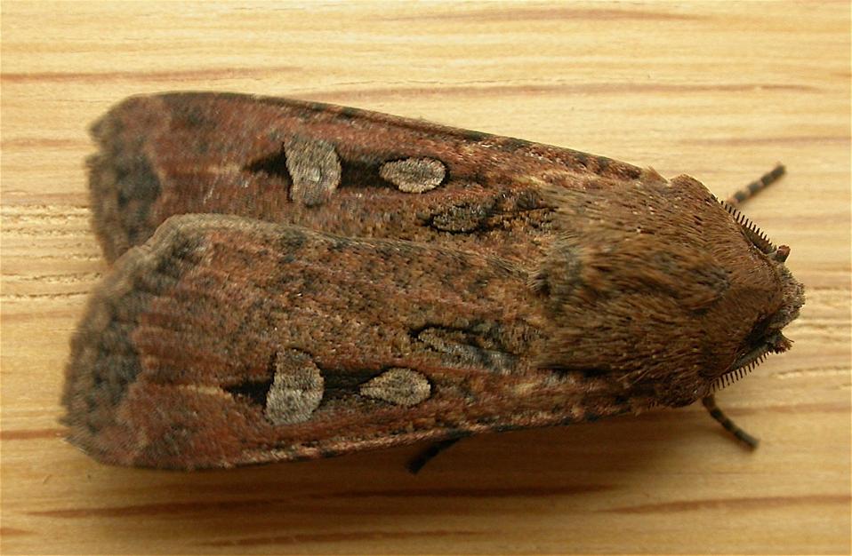 Agrotis_infusa