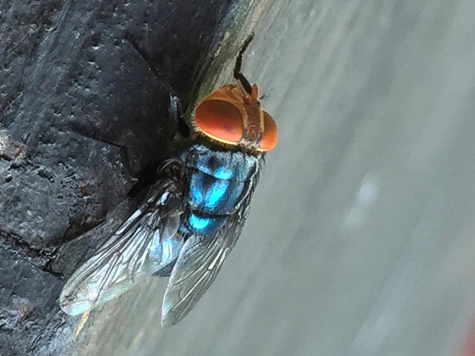 Close-up image of a New World screwworm