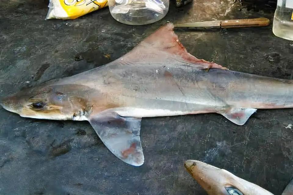 One of the adult female sailback houndsharks captured.