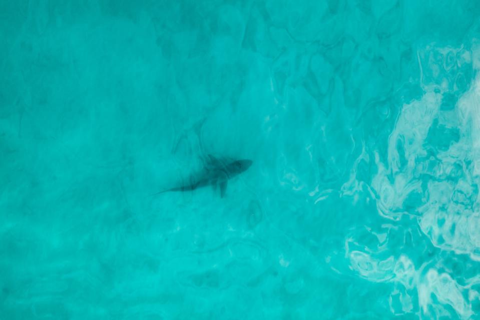 Aerial view of a shark in pristine blue water