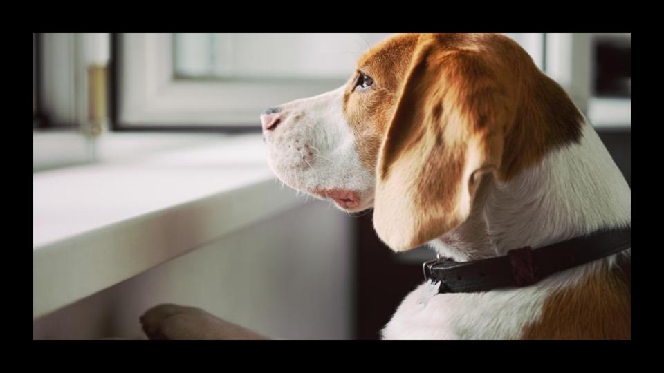 Graphic Separation Anxiety In Dogs: Expert Tips For Managing Your Pup’s Stress