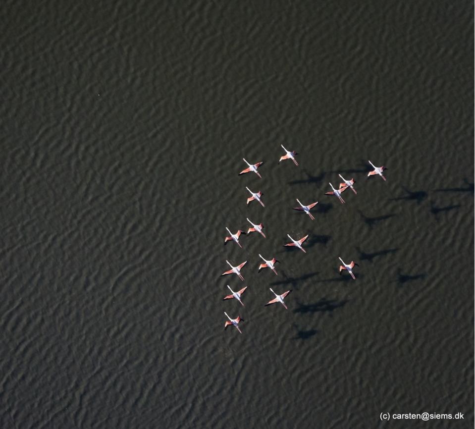 wild Flamingos flying above the Camargue. (Credit: Carsten Siems / CC BY SA 3.0)