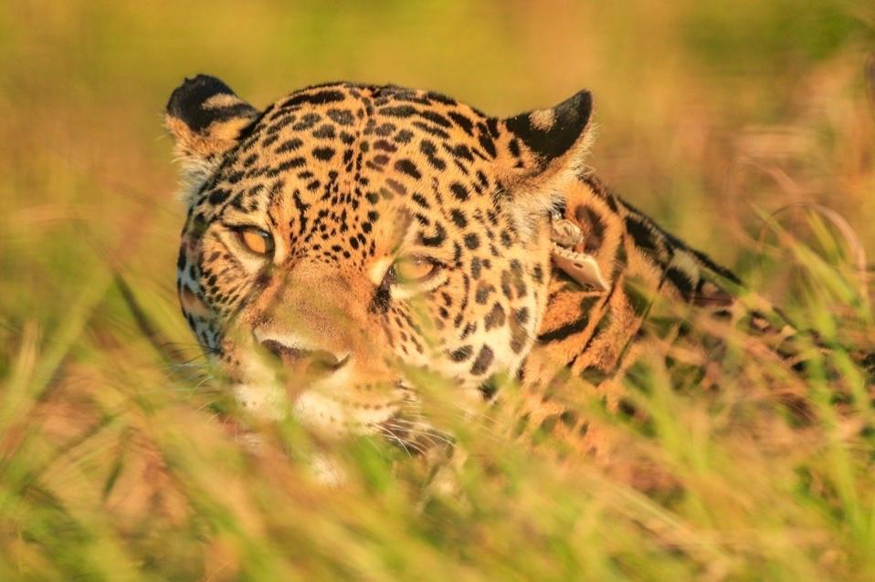 Adventure travel to see jaguars in Argentina